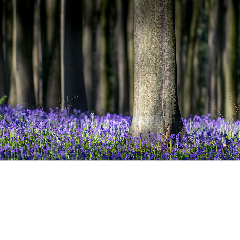 De boshyacint bloeit van half april tot eind mei, kleurt de bossen en verspreidt een lichte, zoete geur. 