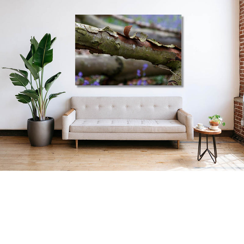 Op zoek naar de boshyacint 3