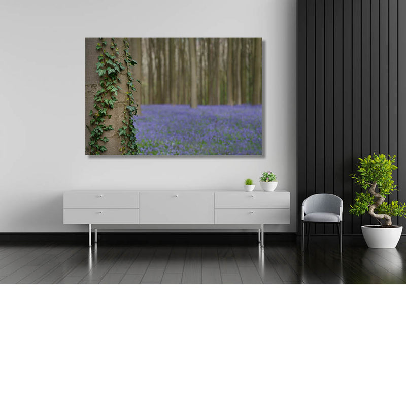 Op zoek naar de boshyacint 4