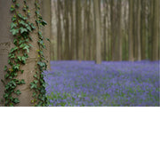 De boshyacint bloeit van half april tot eind mei, kleurt de bossen en verspreidt een lichte, zoete geur. 