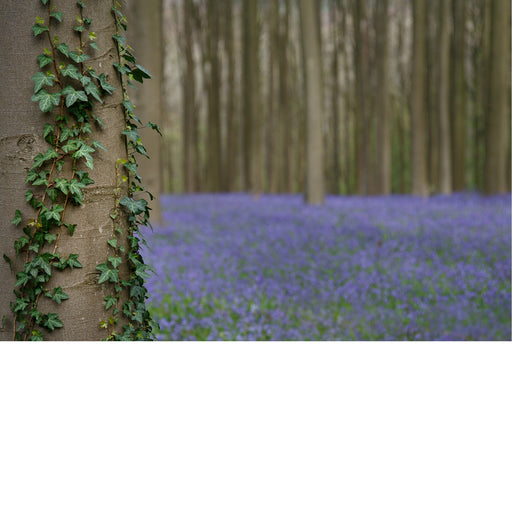 De boshyacint bloeit van half april tot eind mei, kleurt de bossen en verspreidt een lichte, zoete geur. 
