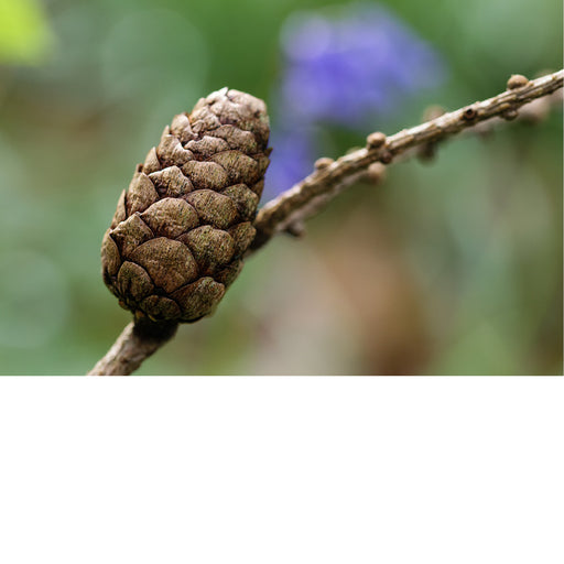 De boshyacint bloeit van half april tot eind mei, kleurt de bossen en verspreidt een lichte, zoete geur. 