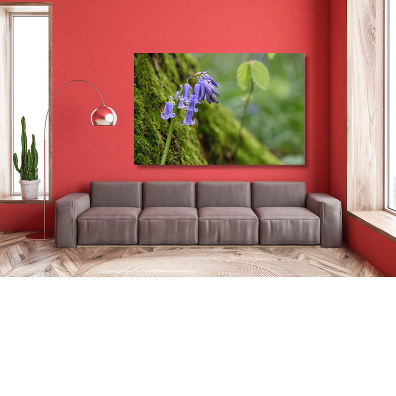 Op zoek naar de boshyacint 6