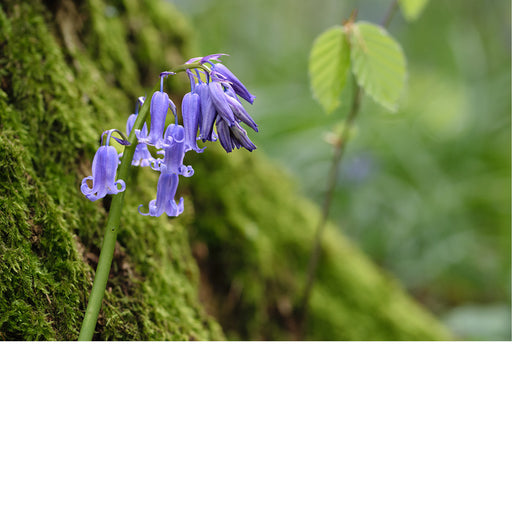 De boshyacint bloeit van half april tot eind mei, kleurt de bossen en verspreidt een lichte, zoete geur. 