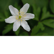 De bosanemoon is een meerjarige, kruidachtige plant die in het vroege voorjaar bloeit. 