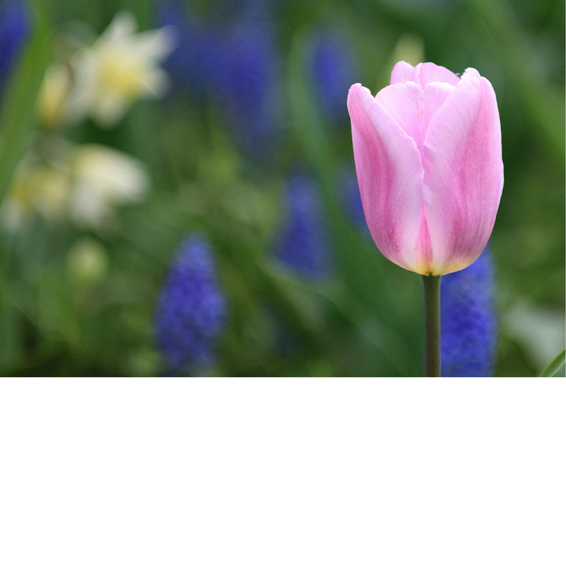 Tulpen zijn bekende voorjaarsbloeiers die symbool staan voor de bloembollencultuur. 