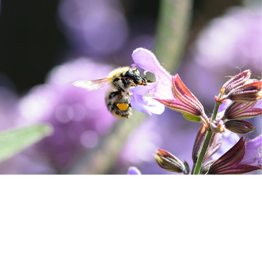 Een hommel verzamelt nectar van een bloem.