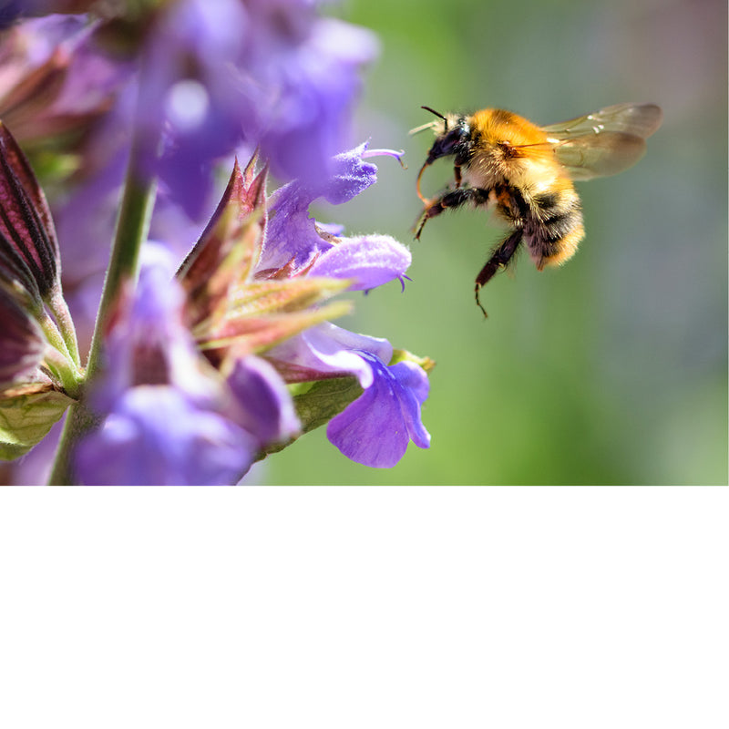 Een hommel verzamelt nectar van een saliebloem.