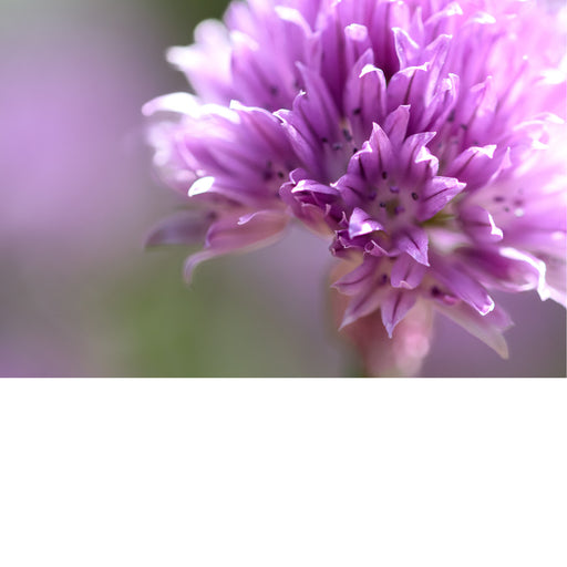 Een bieslookbloem (Allium schoenoprasum). Bieslook is een kruid dat tot de uienfamilie behoort en wordt gewaardeerd om zijn milde, ui-achtige smaak. 