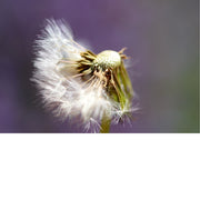De paardenbloem (Taraxacum officinale) in het stadium van de pluizenbol. De paardenbloem is een vaste plant uit de composietenfamilie (Asteraceae) en staat bekend om zijn gele bloemen die later veranderen in een bol van zaden met pluimpjes. 