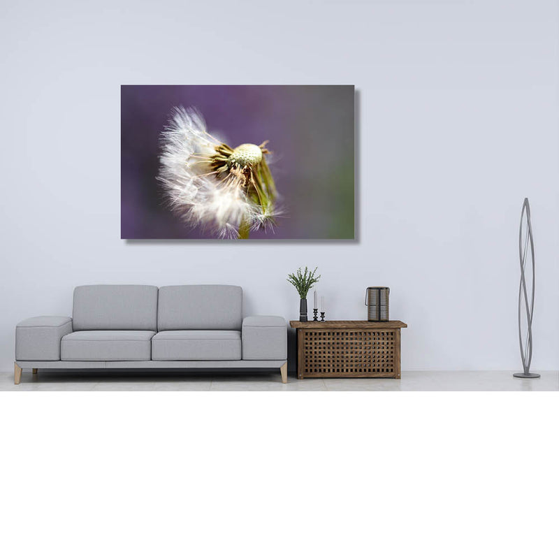 Pluisjes in de wind 1