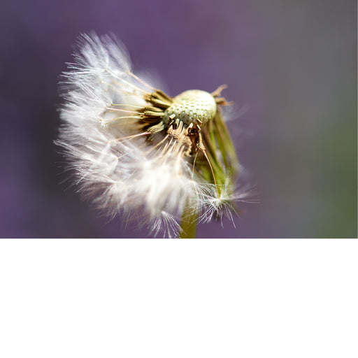 De paardenbloem (Taraxacum officinale) in het stadium van de pluizenbol. De paardenbloem is een vaste plant uit de composietenfamilie (Asteraceae) en staat bekend om zijn gele bloemen die later veranderen in een bol van zaden met pluimpjes. 