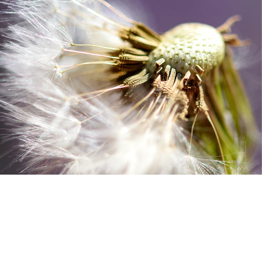 De paardenbloem (Taraxacum officinale) in het stadium van de pluizenbol. De paardenbloem is een vaste plant uit de composietenfamilie (Asteraceae) en staat bekend om zijn gele bloemen die later veranderen in een bol van zaden met pluimpjes. 