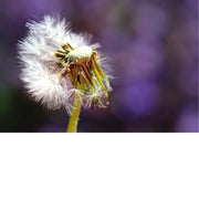 De paardenbloem (Taraxacum officinale) in het stadium van de pluizenbol. De paardenbloem is een vaste plant uit de composietenfamilie (Asteraceae) en staat bekend om zijn gele bloemen die later veranderen in een bol van zaden met pluimpjes. 
