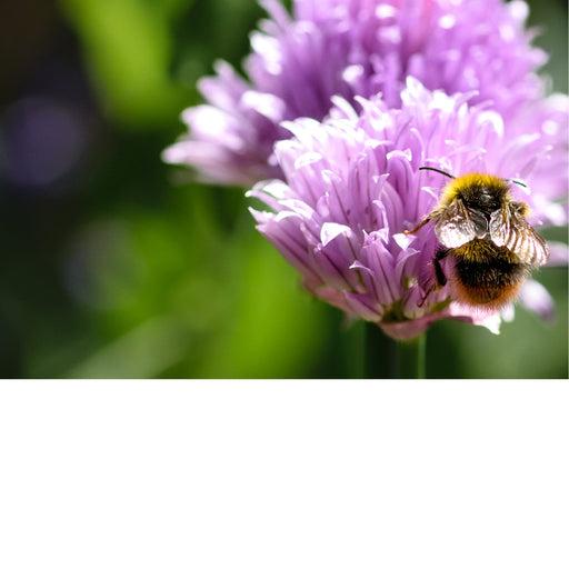 Een bieslookbloem (Allium schoenoprasum). Bieslook is een kruid dat tot de uienfamilie behoort en wordt gewaardeerd om zijn milde, ui-achtige smaak. 