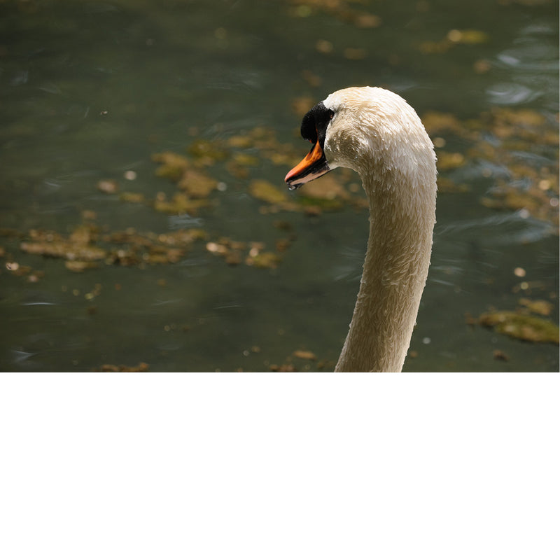 Een zwaan die over het wateroppervlak kijkt. Het dier heeft een witte nek en een oranje snavel met een zwarte knobbel aan de basis.