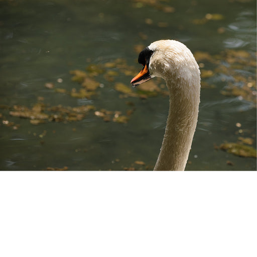 Een zwaan die over het wateroppervlak kijkt. Het dier heeft een witte nek en een oranje snavel met een zwarte knobbel aan de basis.