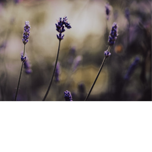 Engelse lavendel wordt vaak gebruikt in tuinen, kruidentuinen en geurtuinen. De plant staat bekend om zijn lange stengels met donkerpaarse bloemen.
