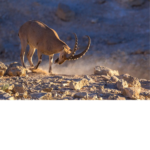 De Nubische steenbok (Capra nubiana) is een woestijnsoort die voorkomt in bergachtige gebieden in Noord- en Noordoost-Afrika en het Midden-Oosten. 