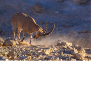 De Nubische steenbok (Capra nubiana) is een woestijnsoort die voorkomt in bergachtige gebieden in Noord- en Noordoost-Afrika en het Midden-Oosten. 
