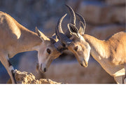 De Nubische steenbok (Capra nubiana) is een woestijnsoort die voorkomt in bergachtige gebieden in Noord- en Noordoost-Afrika en het Midden-Oosten. 