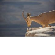 De Nubische steenbok (Capra nubiana) is een woestijnsoort die voorkomt in bergachtige gebieden in Noord- en Noordoost-Afrika en het Midden-Oosten. 