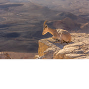 De Nubische steenbok (Capra nubiana) is een woestijnsoort die voorkomt in bergachtige gebieden in Noord- en Noordoost-Afrika en het Midden-Oosten. 