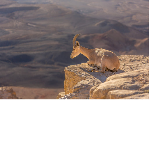 De Nubische steenbok (Capra nubiana) is een woestijnsoort die voorkomt in bergachtige gebieden in Noord- en Noordoost-Afrika en het Midden-Oosten. 