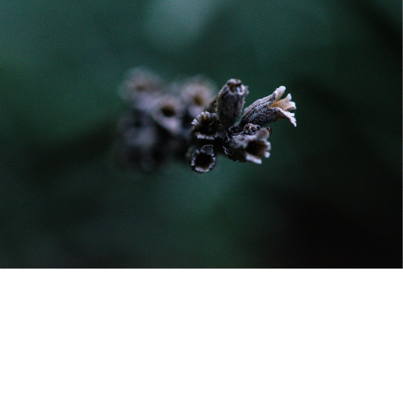 Een gedroogde lavendelbloem. Lavendel (Lavandula) is een geslacht van bloeiende planten uit de lipbloemenfamilie (Lamiaceae) en staat bekend om zijn geurige bloemen en bladeren.