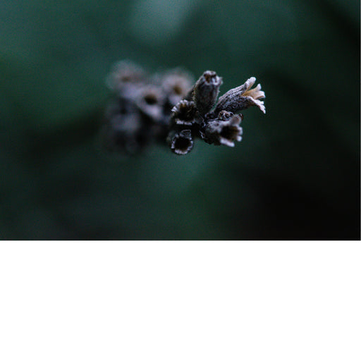 Een gedroogde lavendelbloem. Lavendel (Lavandula) is een geslacht van bloeiende planten uit de lipbloemenfamilie (Lamiaceae) en staat bekend om zijn geurige bloemen en bladeren.