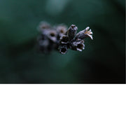 Een gedroogde lavendelbloem. Lavendel (Lavandula) is een geslacht van bloeiende planten uit de lipbloemenfamilie (Lamiaceae) en staat bekend om zijn geurige bloemen en bladeren.