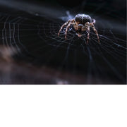 Een kruisspin (Araneus diadematus), een veelvoorkomende wielwebspin die bekend staat om het witte kruis op haar achterlijf. 