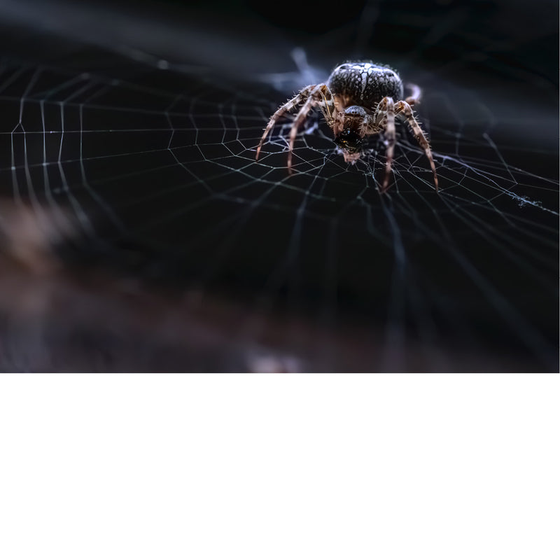 Een kruisspin (Araneus diadematus), een veelvoorkomende wielwebspin die bekend staat om het witte kruis op haar achterlijf. 