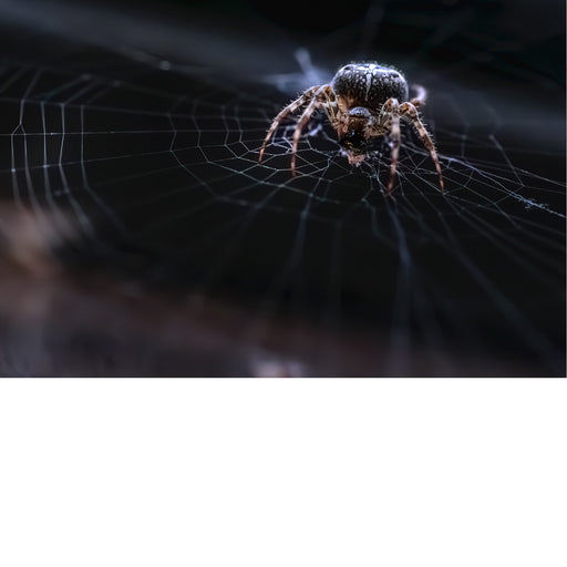 Een kruisspin (Araneus diadematus), een veelvoorkomende wielwebspin die bekend staat om het witte kruis op haar achterlijf. 