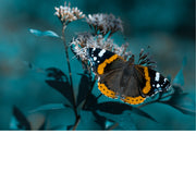 De Atalanta (Vanessa atalanta). Het is een bekende en kleurrijke vlinder die voorkomt in gematigde delen van Europa, Azië en Noord-Amerika. 