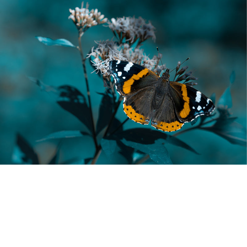 De Atalanta (Vanessa atalanta). Het is een bekende en kleurrijke vlinder die voorkomt in gematigde delen van Europa, Azië en Noord-Amerika. 