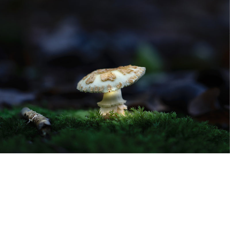 Een gele knolamaniet (Amanita citrina), ook wel bekend als 'false death cap' in het Engels.