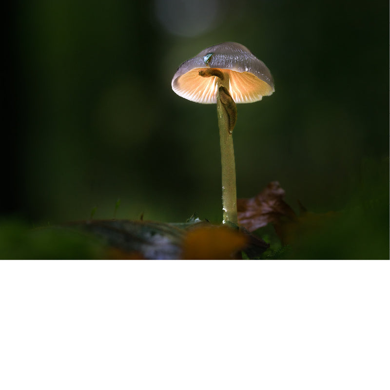 Een mycena-paddenstoel. Ze worden vaak 'kleine hoedjes' genoemd vanwege hun delicate uiterlijk. 