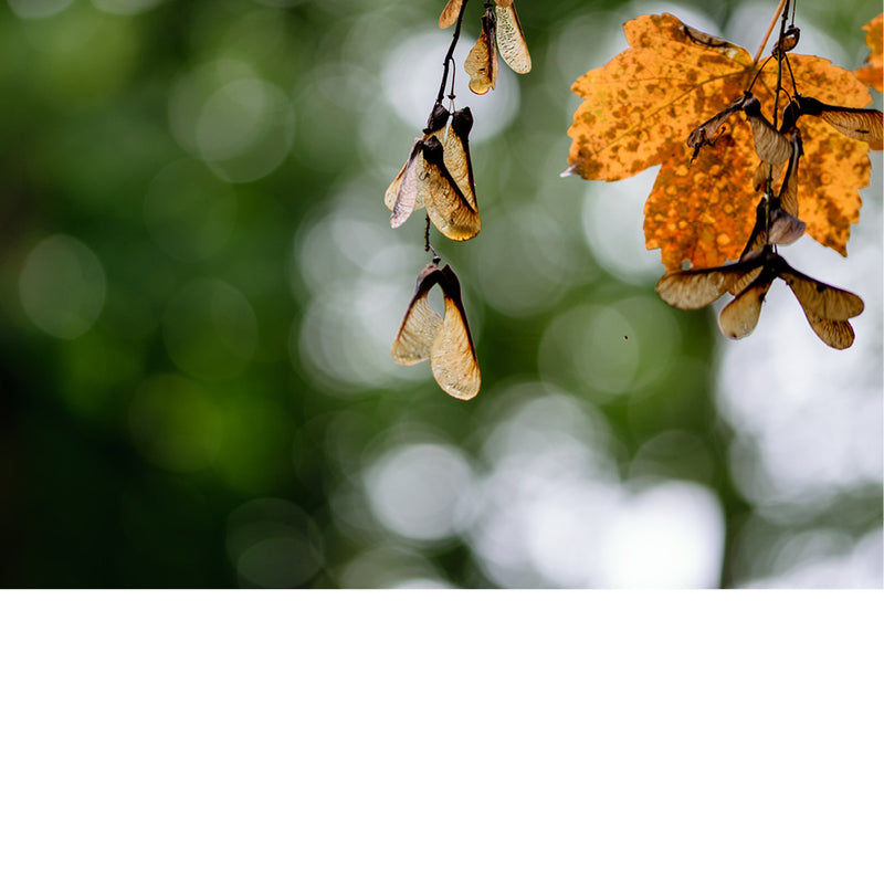 De gevleugelde zaden van een esdoorn, die bekend staan als samara's.