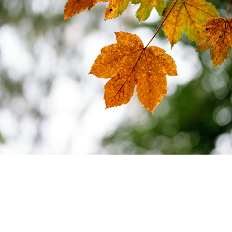 Herfstig blad van een esdoorn.