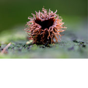 De Stemonitis splendens, ook bekend als de 'chocolate tube slime mold'. Dit is een soort slijmzwam die op rottend hout groeit. 