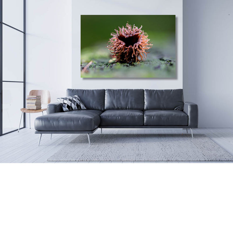 Stemonitis