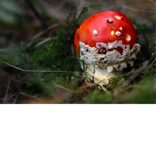 De vliegenzwam is een opvallende paddenstoel die wereldwijd voorkomt, vooral in de buurt van berken- en naaldbomen. Hij is te herkennen aan zijn felrode hoed met witte stippen, die restanten zijn van het omhulsel van de jonge paddenstoel.