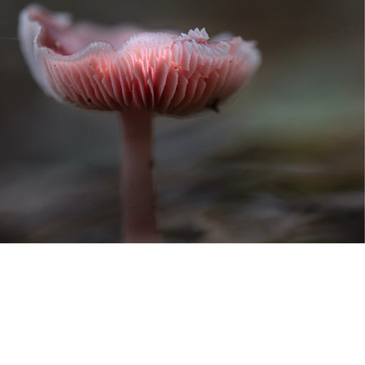 Een soort paddenstoel van het geslacht Mycena, ook wel bekend als het "roze myceen" of "roze mutsje" (Mycena rosea). 