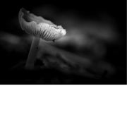 Een soort paddenstoel van het geslacht Mycena, ook wel bekend als het "roze myceen" of "roze mutsje" (Mycena rosea). 