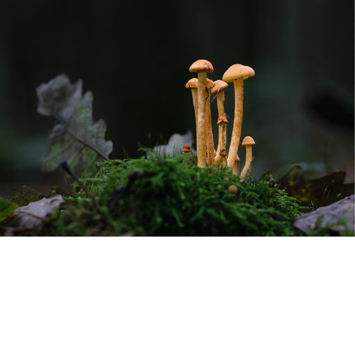 Zwavelkoppen groeien vaak in dichte trossen op dood hout, zoals boomstronken, stronken en wortels van loofbomen.