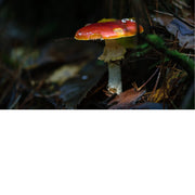 De vliegenzwam is een opvallende paddenstoel die wereldwijd voorkomt, vooral in de buurt van berken- en naaldbomen. Hij is te herkennen aan zijn felrode hoed met witte stippen, die restanten zijn van het omhulsel van de jonge paddenstoel.