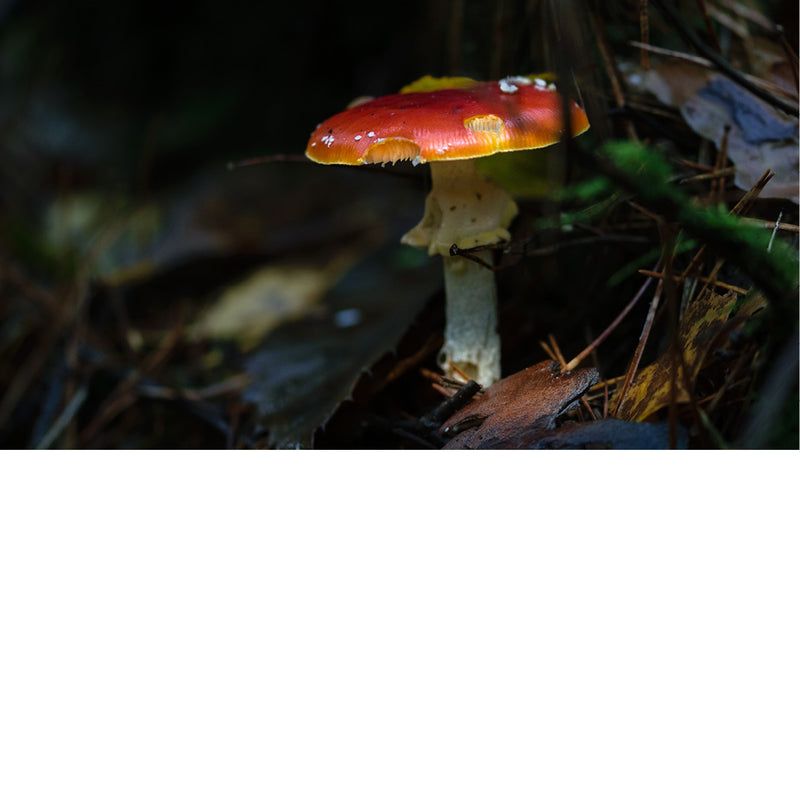 De vliegenzwam is een opvallende paddenstoel die wereldwijd voorkomt, vooral in de buurt van berken- en naaldbomen. Hij is te herkennen aan zijn felrode hoed met witte stippen, die restanten zijn van het omhulsel van de jonge paddenstoel.