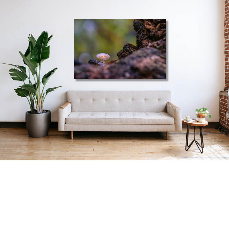 Nachtlichtpaddenstoel