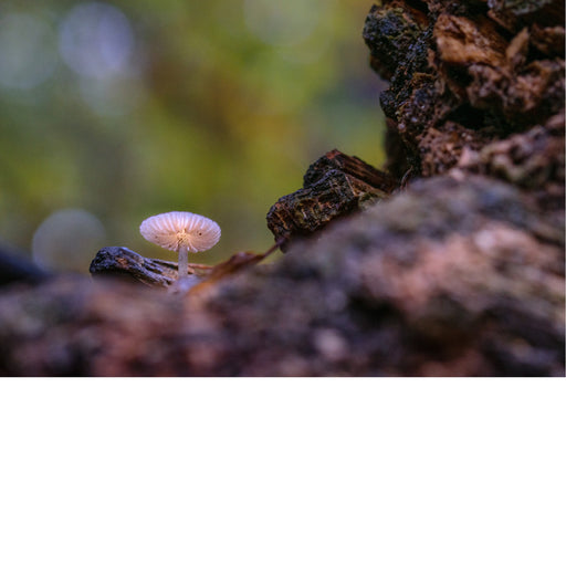 De Mycena chlorophos, ook bekend als de "Green Pepe" of "nachtlichtpaddenstoel".